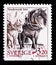 North Swedish Horse Equus ferus caballus, Domestic animals serie, circa 1994