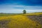 North Table mountain landscape with lone oak tree and yellow wildflowers carpet