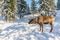 North Vancouver Canada - December 30, 2017: Reindeer in a winter landscape at Grouse Mountain.