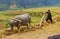 North Vietnamese farmer works his field with ox and wooden plow