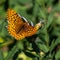 North Western Fritillary