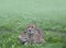 Northeast African cheetah Acinonyx jubatus soemmeringii lying in thick grass.Cheetah in the green