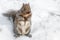 Northeast Gray Squirrel in Snow