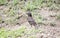 Northen Anteater-Chat & x28;Myrmecocichla aethiops& x29; on Rocky Habitat in Tanzania