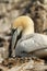 Northen gannet sitting on its nest