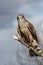 Northen Goshawk