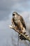 Northen Goshawk