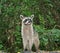 Northen Raccoon