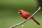 Norther Cardinal male bird