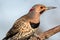 Norther Flicker closeup looking right with natural green earthy tones