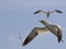 Norther Gannet in flight with two ther birds in background