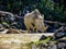 Norther White Rhine with a large horn, Auckland Zoo, Auckland, New Zealand