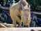 Norther White Rhine with a large horn, Auckland Zoo, Auckland, New Zealand