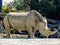 Norther White Rhine with a large horn, Auckland Zoo, Auckland, New Zealand