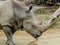 Norther White Rhine with a large horn, Auckland Zoo, Auckland, New Zealand