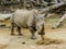 Norther White Rhino, Auckland Zoo, Auckland New Zealand