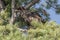 Northern Adolescent bald eagle in pine tree