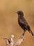 Northern Anteater Chat