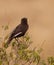 Northern Anteater Chat