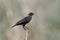 Northern anteater-chat Myrmecocichla aethiops