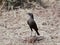 Northern anteater-chat Myrmecocichla aethiops