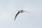 Northern arctic fulmar fulmarus glacialis in flight, spread wi