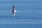 Northern arctic fulmar fulmarus glacialis flying over blue sea