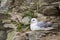 Northern arctic fulmar fulmarus glacialis sitting on rocky cliff