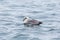 Northern arctic fulmar fulmarus glacialis swimming