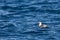 Northern arctic fulmar fulmarus glacialis swimming in blue sea