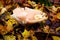 Northern autumn forest with yellow leaves and last mushrooms