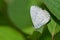 Northern Azure - Celastrina lucia