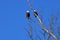 Northern Bald Eagle Pair