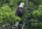 Northern Bald Eagle in Pine