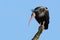 Northern Bald Ibis