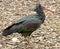 Northern bald ibis 3