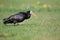 Northern bald ibis