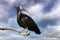 The Northern Bald Ibis against stormy sky. This very rare bird is indigenous to North Africa and there are very few left in the