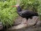 Northern bald ibis, Geronticus eremita, has a red beak and a tuft on its head, has been threatened with extinction