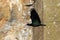 The northern bald ibis, hermit ibis, or waldrapp Geronticus eremita flies around a rock and a concrete pillar. A black bird