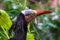 Northern bald ibis with its face in closeup, tropical non wading bird, Endangered animal specie from Africa