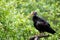 Northern bald ibis perched on a branch with a green foliage background and space for text. This migratory bird is critically