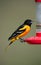 Northern (Baltimore) Oriole (Icterus galbula)