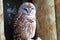 Northern Barred Owl