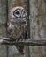 Northern Barred Owl