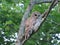 Northern barred owl on a tree branch