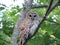 Northern barred owl on a tree branch