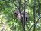 Northern barred owl on a tree branch