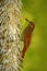 Northern Barred Woodcreeper, Dendrocolaptes sanctithomae, wild bird in the forest habitat. Wildlife scene from nature, Belize. Bir