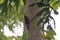 Northern Barred Woodcreeper in the Forest